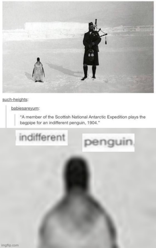 Indifferent penguin | image tagged in indifferent penguin | made w/ Imgflip meme maker