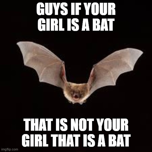 GUYS IF YOUR GIRL IS A BAT; THAT IS NOT YOUR GIRL THAT IS A BAT | made w/ Imgflip meme maker