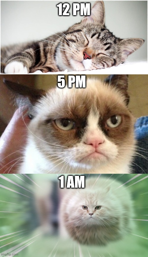 cat moods in a nutshell | 12 PM; 5 PM; 1 AM | image tagged in meme,funny,cat,memes,funny memes,relatable | made w/ Imgflip meme maker
