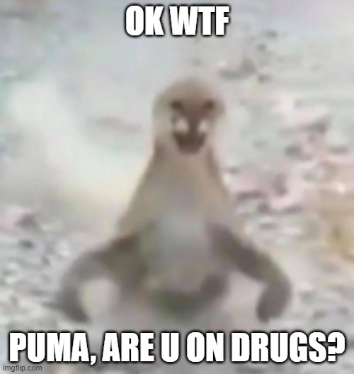 Puma goes brrrrr | OK WTF; PUMA, ARE U ON DRUGS? | image tagged in funny,animals | made w/ Imgflip meme maker