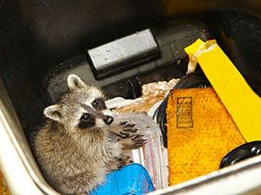 Dumpster Diving! Blank Meme Template