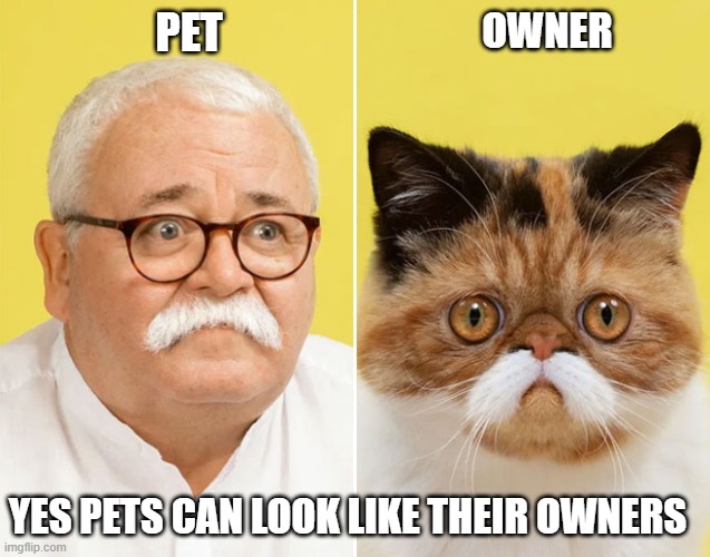 pets and owners look alike | OWNER; PET; YES PETS CAN LOOK LIKE THEIR OWNERS | image tagged in pets,owners | made w/ Imgflip meme maker