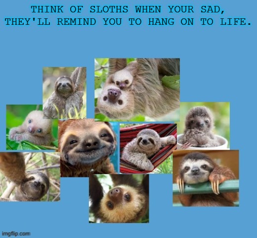 ✪ ω ✪ | THINK OF SLOTHS WHEN YOUR SAD, THEY'LL REMIND YOU TO HANG ON TO LIFE. | made w/ Imgflip meme maker