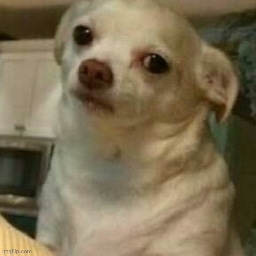 Disappointed Doggo | image tagged in disappointed doggo | made w/ Imgflip meme maker