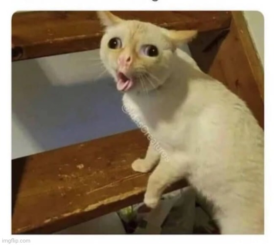 Coughing Cat | image tagged in coughing cat | made w/ Imgflip meme maker
