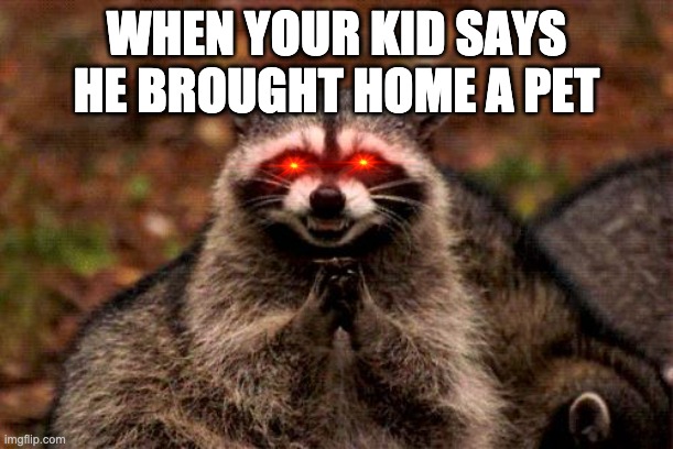 Evil Plotting Raccoon Meme | WHEN YOUR KID SAYS HE BROUGHT HOME A PET | image tagged in memes,evil plotting raccoon | made w/ Imgflip meme maker