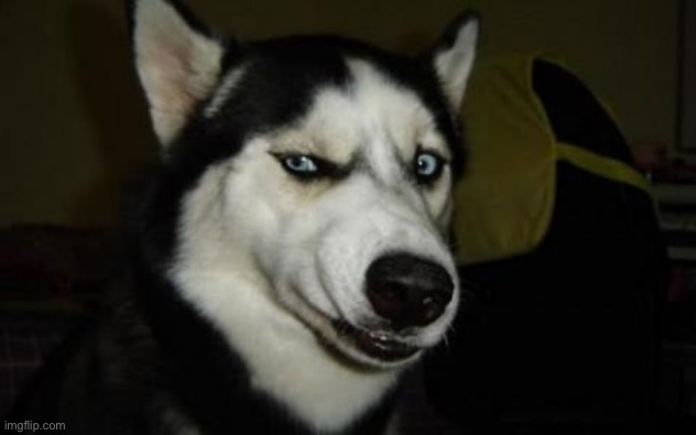 Da Fuq? Dog | image tagged in da fuq dog | made w/ Imgflip meme maker