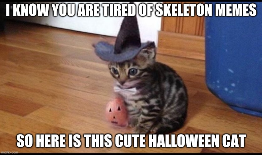 Halloween cat | I KNOW YOU ARE TIRED OF SKELETON MEMES; SO HERE IS THIS CUTE HALLOWEEN CAT | image tagged in halloween cat | made w/ Imgflip meme maker