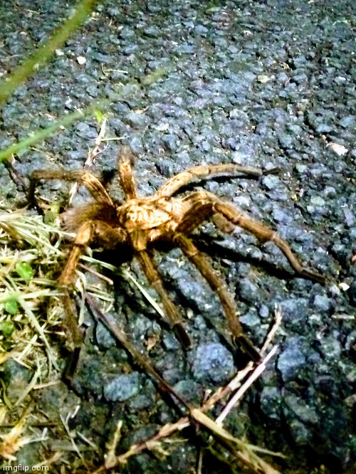 Guess who's back, Back again | made w/ Imgflip meme maker