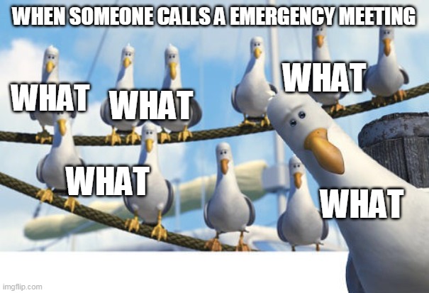 Finding Nemo Seagulls | WHEN SOMEONE CALLS A EMERGENCY MEETING WHAT WHAT WHAT WHAT WHAT | image tagged in finding nemo seagulls | made w/ Imgflip meme maker