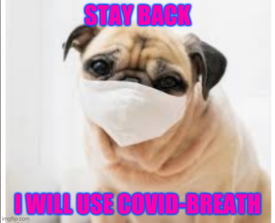 Covid-Pug | STAY BACK; I WILL USE COVID-BREATH | image tagged in animal memes | made w/ Imgflip meme maker
