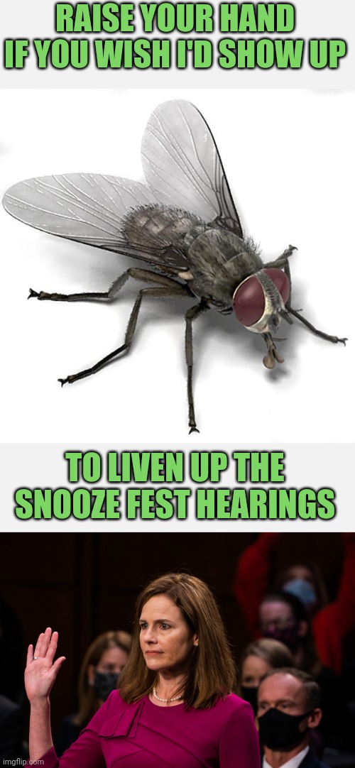 Speaker of the Housefly | RAISE YOUR HAND IF YOU WISH I'D SHOW UP; TO LIVEN UP THE SNOOZE FEST HEARINGS | image tagged in scumbag house fly,senate,hearing,scotus | made w/ Imgflip meme maker