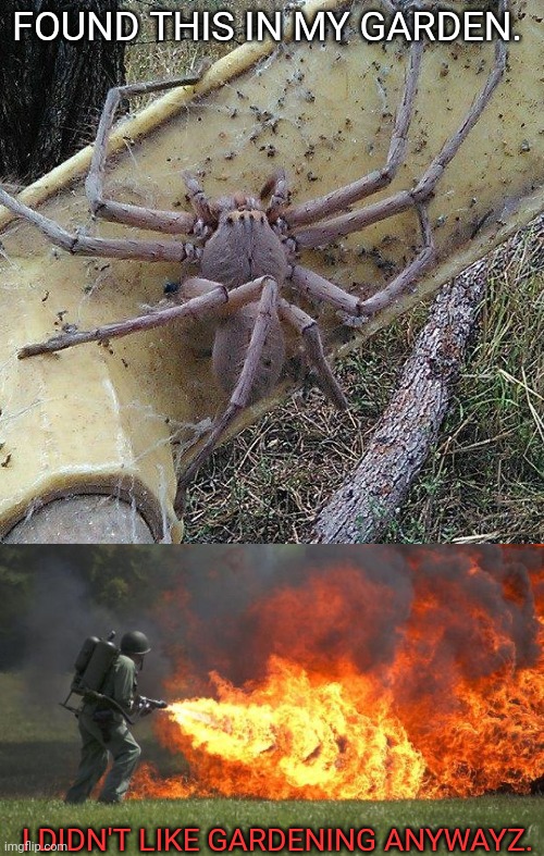 Giant spider! | FOUND THIS IN MY GARDEN. I DIDN'T LIKE GARDENING ANYWAYZ. | image tagged in flamethrower,spooktober,giant,spider | made w/ Imgflip meme maker