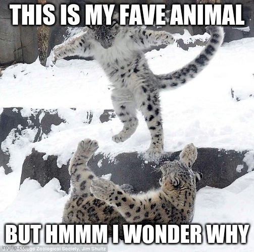 snow leopard | THIS IS MY FAVE ANIMAL; BUT HMMM I WONDER WHY | image tagged in snow leopard | made w/ Imgflip meme maker