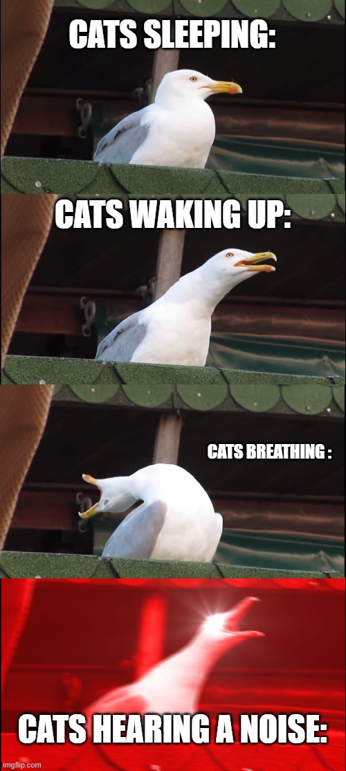 Inhaling Seagull Meme | CATS SLEEPING:; CATS WAKING UP:; CATS BREATHING :; CATS HEARING A NOISE: | image tagged in memes,inhaling seagull | made w/ Imgflip meme maker