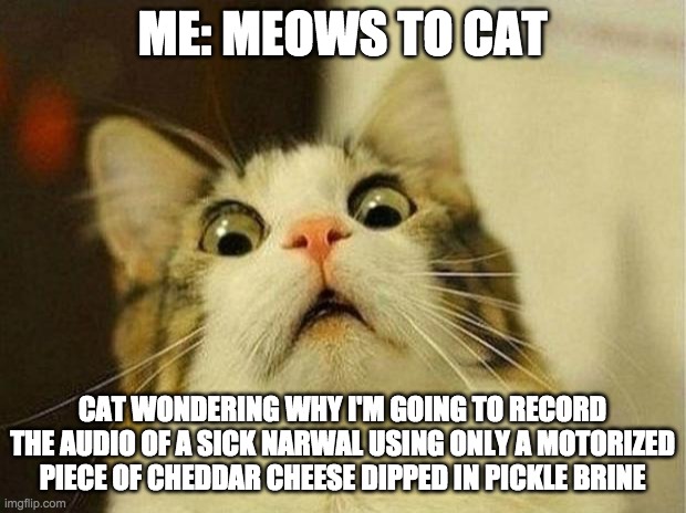 Scared Cat Meme | ME: MEOWS TO CAT; CAT WONDERING WHY I'M GOING TO RECORD THE AUDIO OF A SICK NARWAL USING ONLY A MOTORIZED PIECE OF CHEDDAR CHEESE DIPPED IN PICKLE BRINE | image tagged in memes,scared cat | made w/ Imgflip meme maker