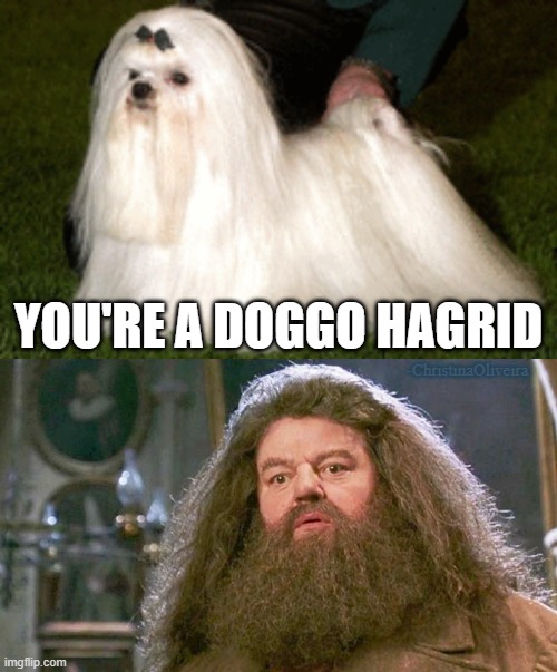 Hagrid |  YOU'RE A DOGGO HAGRID; -ChristinaOliveira | image tagged in harry potter,harrypotter,hagrid,doggo,funny dogs,dogs | made w/ Imgflip meme maker