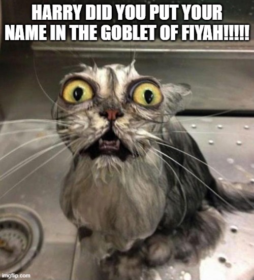 hehehe | HARRY DID YOU PUT YOUR NAME IN THE GOBLET OF FIYAH!!!!! | image tagged in harry potter,kitty | made w/ Imgflip meme maker