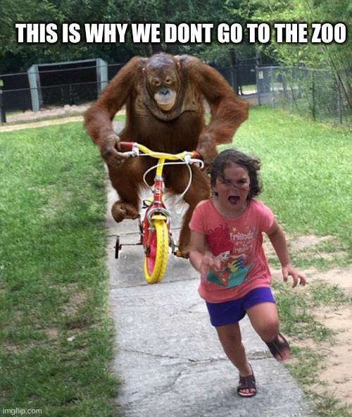Orangutan chasing girl on a tricycle | THIS IS WHY WE DONT GO TO THE ZOO | image tagged in orangutan chasing girl on a tricycle | made w/ Imgflip meme maker