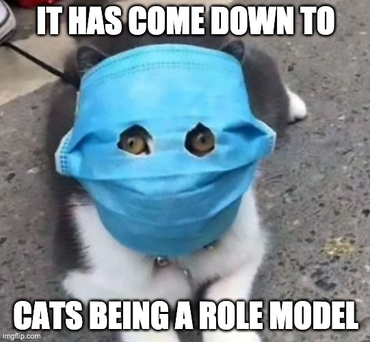 Wear a Mask! | IT HAS COME DOWN TO; CATS BEING A ROLE MODEL | image tagged in funny,morals | made w/ Imgflip meme maker