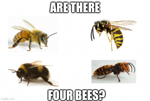 bee | ARE THERE; FOUR BEES? | image tagged in use however | made w/ Imgflip meme maker