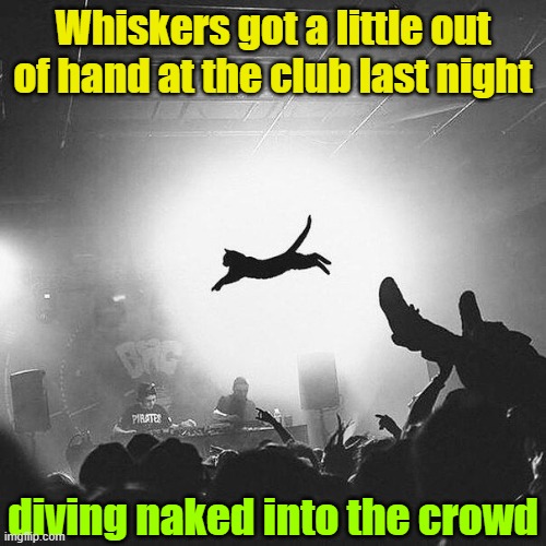 Feeling carefree and uninhibited... | Whiskers got a little out of hand at the club last night; diving naked into the crowd | image tagged in cats,funny,funny cats,clubbing,dancing | made w/ Imgflip meme maker