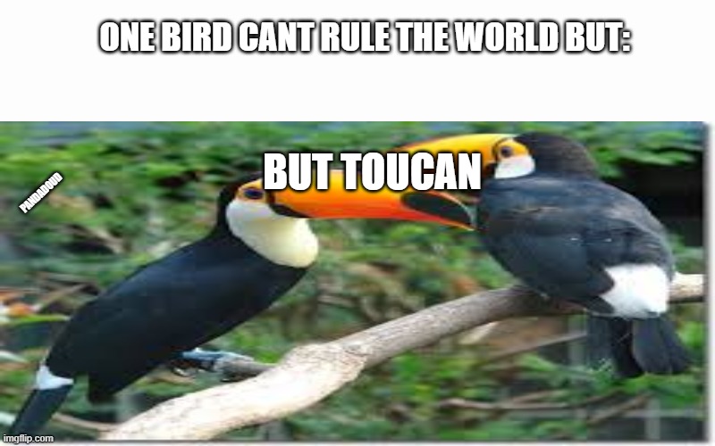 Bad pun of the day |  ONE BIRD CANT RULE THE WORLD BUT:; BUT TOUCAN; PANDADOUD | image tagged in blank,bad puns | made w/ Imgflip meme maker