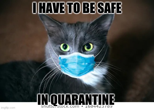 cat that is to be safe | I HAVE TO BE SAFE; IN QUARANTINE | image tagged in quarantine | made w/ Imgflip meme maker