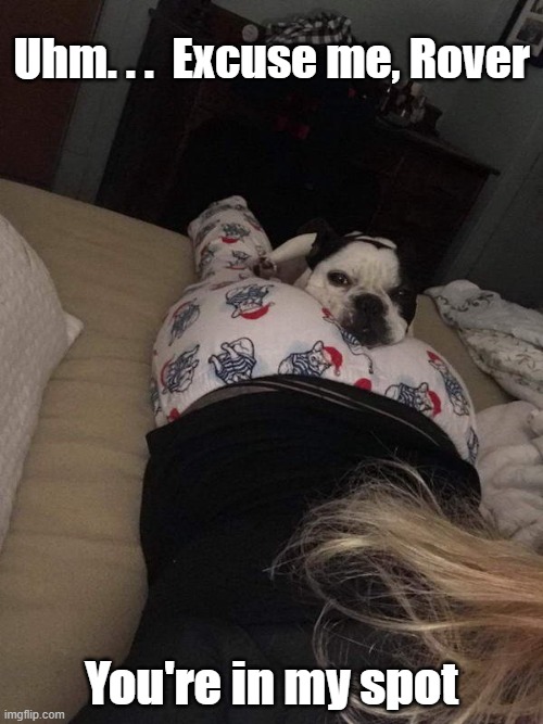 Silly dog | Uhm. . .  Excuse me, Rover; You're in my spot | image tagged in dogs,funny dogs,girlfriends,funny,memes,pets | made w/ Imgflip meme maker