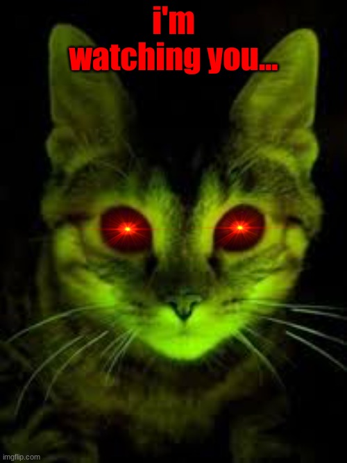 evil cat | i'm watching you... | image tagged in evil cat | made w/ Imgflip meme maker