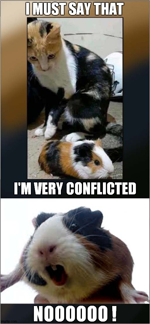 Cat Contemplates 'Cannibalism' | I MUST SAY THAT; I'M VERY CONFLICTED; NOOOOOO ! | image tagged in cat,guinea pig,cannibalism | made w/ Imgflip meme maker