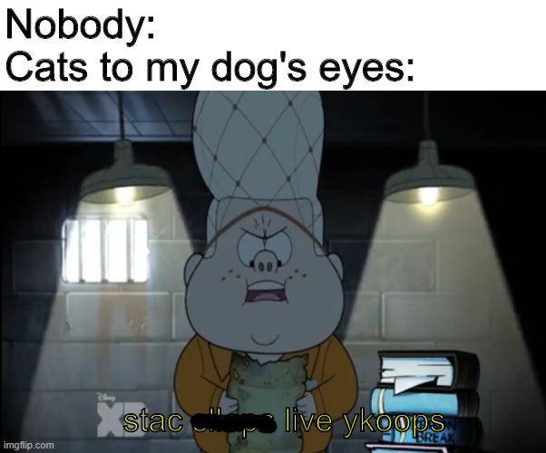 Spooky evil spells | Nobody:
Cats to my dog's eyes:; stac slleps live ykoops | image tagged in gravity falls,memes,dog | made w/ Imgflip meme maker