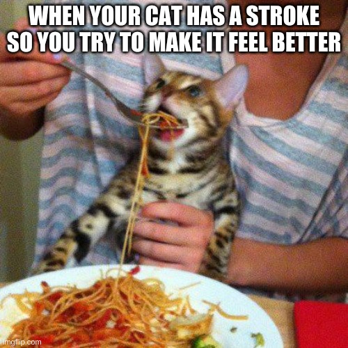 sad but true | WHEN YOUR CAT HAS A STROKE SO YOU TRY TO MAKE IT FEEL BETTER | image tagged in cat eating spaghetti | made w/ Imgflip meme maker