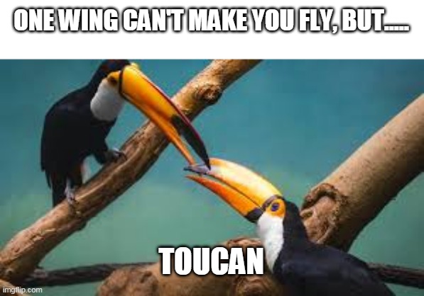 ToucAN | ONE WING CAN'T MAKE YOU FLY, BUT..... TOUCAN | image tagged in memes | made w/ Imgflip meme maker