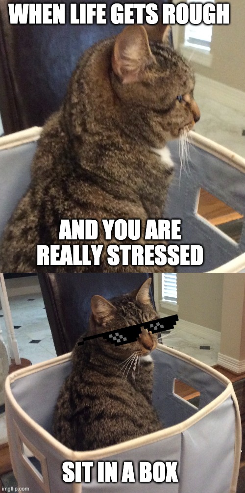 When life gets tough | WHEN LIFE GETS ROUGH; AND YOU ARE REALLY STRESSED; SIT IN A BOX | image tagged in cat in box | made w/ Imgflip meme maker