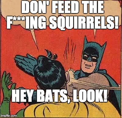 Batman Slapping Robin Meme | DON' FEED THE F***ING SQUIRRELS!  HEY BATS, LOOK! | image tagged in memes,batman slapping robin | made w/ Imgflip meme maker