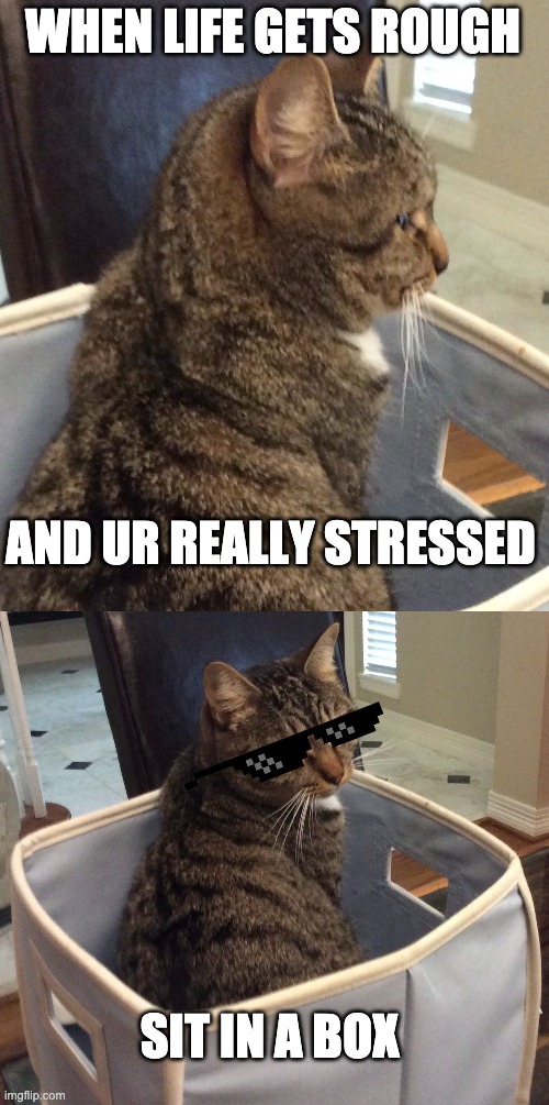 WHEN LIFE GETS ROUGH; AND UR REALLY STRESSED; SIT IN A BOX | image tagged in cat in box | made w/ Imgflip meme maker