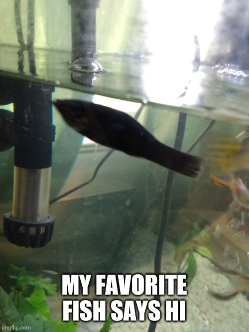 Hi | MY FAVORITE FISH SAYS HI | image tagged in memes,fish | made w/ Imgflip meme maker