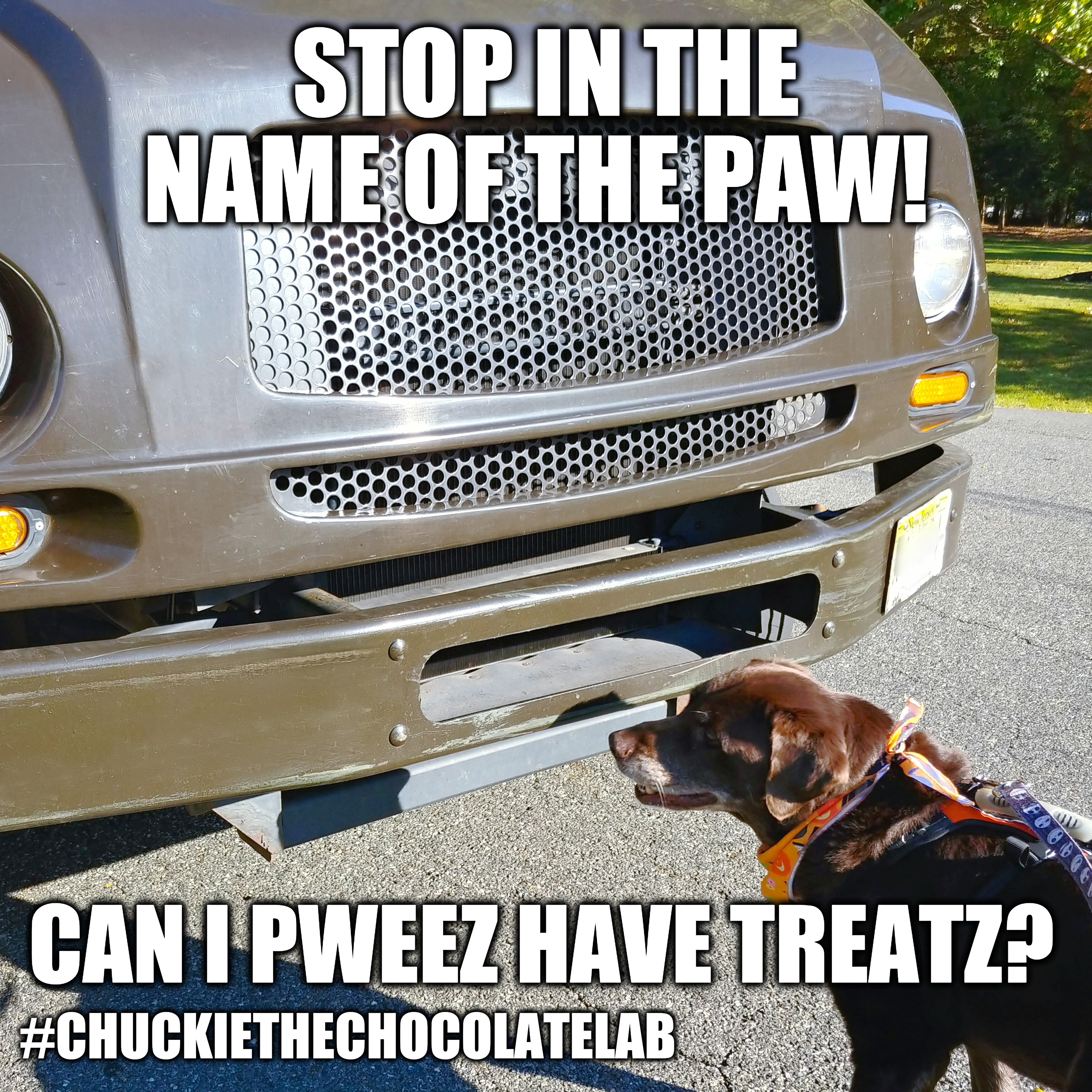 Ups drivers are a dog's best friend | STOP IN THE NAME OF THE PAW! CAN I PWEEZ HAVE TREATZ? #CHUCKIETHECHOCOLATELAB | image tagged in chuckie the chocolate lab,ups,treats,dogs,funny,memes | made w/ Imgflip meme maker