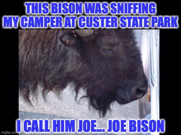 Joe Bison |  THIS BISON WAS SNIFFING MY CAMPER AT CUSTER STATE PARK; I CALL HIM JOE... JOE BISON | image tagged in joe biden,bison,sniff | made w/ Imgflip meme maker