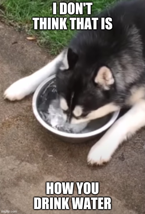 Drowning doggy |  I DON'T THINK THAT IS; HOW YOU DRINK WATER | image tagged in dogs,husky,water,cute,fail | made w/ Imgflip meme maker