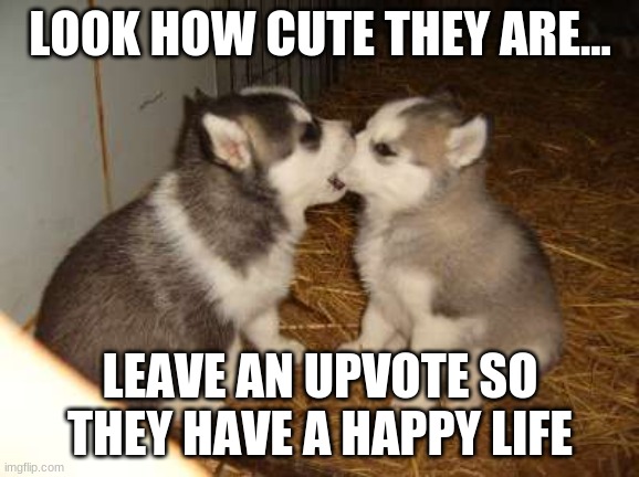 CUTENESS ALERT! | LOOK HOW CUTE THEY ARE... LEAVE AN UPVOTE SO THEY HAVE A HAPPY LIFE | image tagged in memes,cute puppies | made w/ Imgflip meme maker