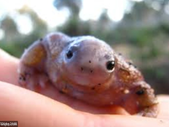 turtle frog | image tagged in turtle frog | made w/ Imgflip meme maker