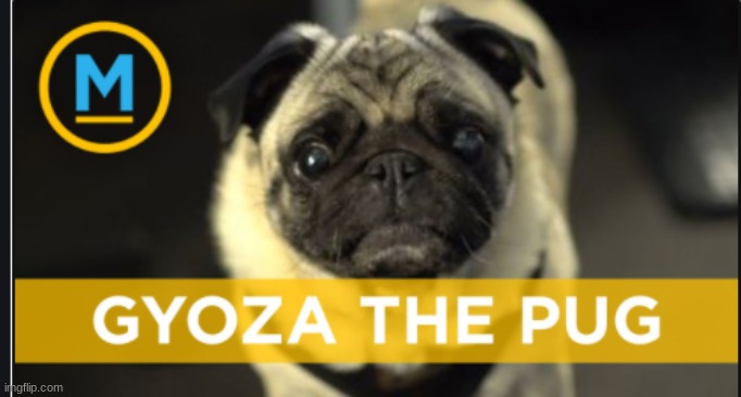 Gyoza the pug | image tagged in gyoza the pug | made w/ Imgflip meme maker