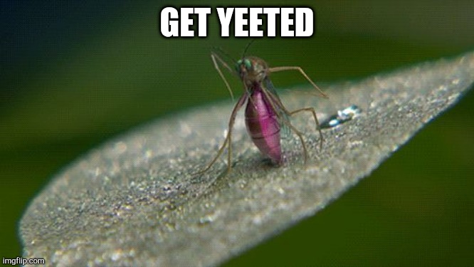 dancing bug gets yeeted | GET YEETED | image tagged in dancing bug gets yeeted | made w/ Imgflip meme maker