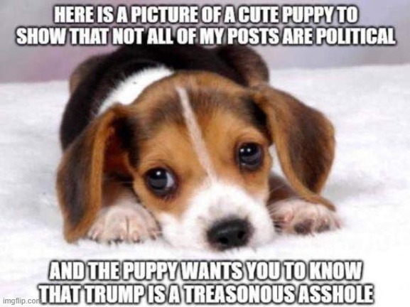 i want u know this puppu is a treasonous liair maga | image tagged in maga,repost,asshole,trump is an asshole,sarcasm,cute puppy | made w/ Imgflip meme maker