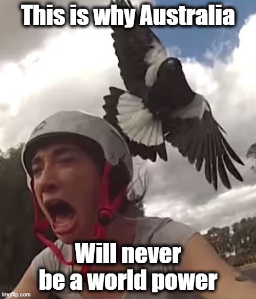 Not A World Power | This is why Australia; Will never be a world power | image tagged in magpie,australia,swoopie | made w/ Imgflip meme maker