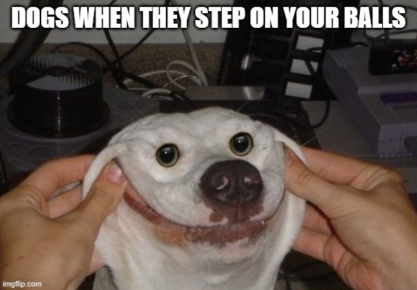 DOGS WHEN THEY STEP ON YOUR BALLS | image tagged in dogs,dog,doge | made w/ Imgflip meme maker