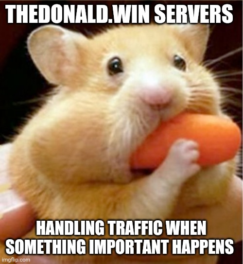 Hamster eats carrot mouthful | THEDONALD.WIN SERVERS; HANDLING TRAFFIC WHEN SOMETHING IMPORTANT HAPPENS | image tagged in hamster eats carrot mouthful | made w/ Imgflip meme maker