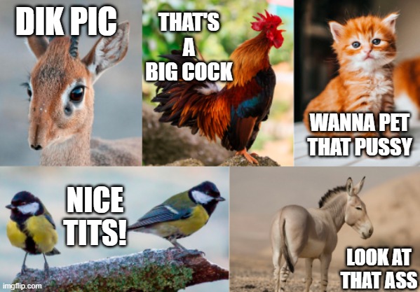 Dirty Animals | THAT'S A BIG COCK; DIK PIC; WANNA PET THAT PUSSY; NICE TITS! LOOK AT THAT ASS | image tagged in dirty animals,sex jokes | made w/ Imgflip meme maker